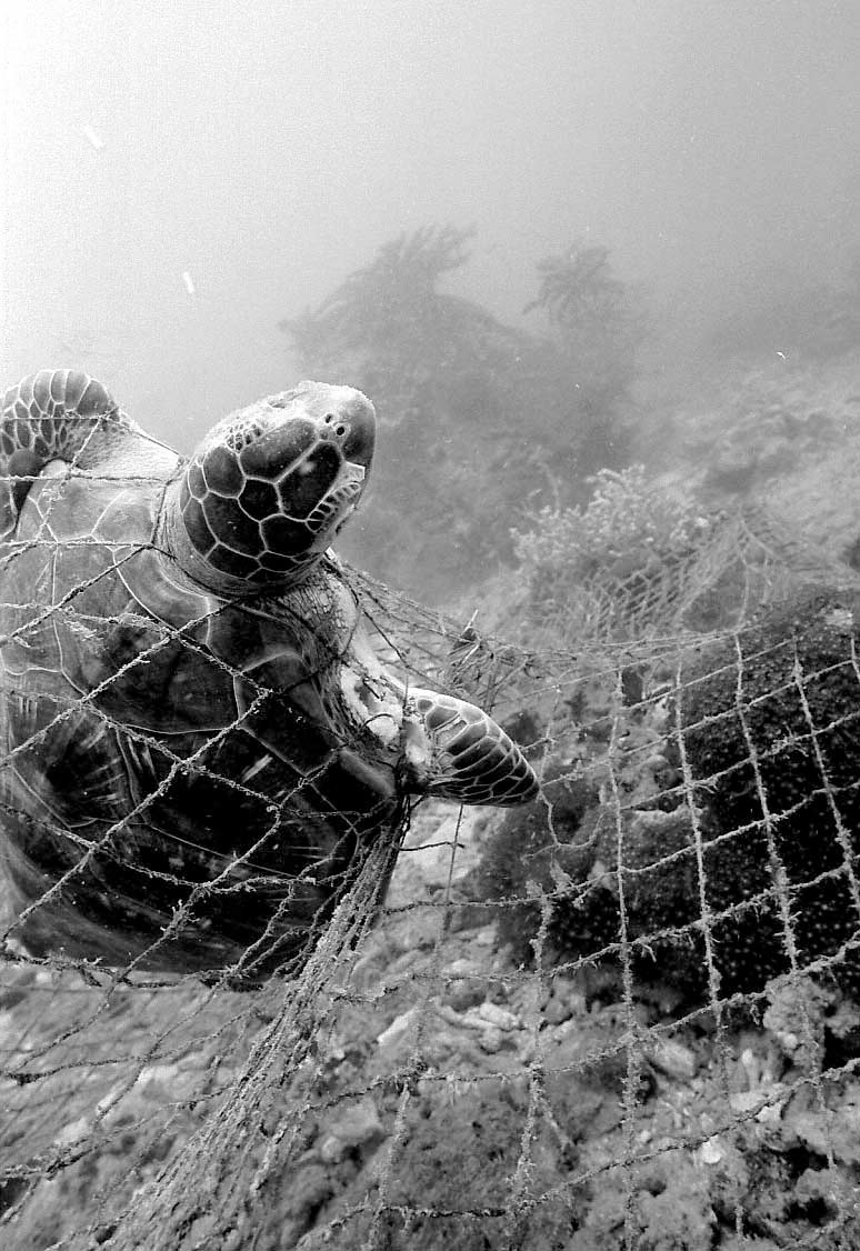 Verlorene oder weggeworfene Fischernetze stellen ein grosses Problem in den Weltmeeren dar. Immer wieder verfangen sich Fische, Schildkröten oder Wale in den im Wasser treibenden Netzen und verenden qualvoll. (Foto: Eric Leong / Marine Photobank)