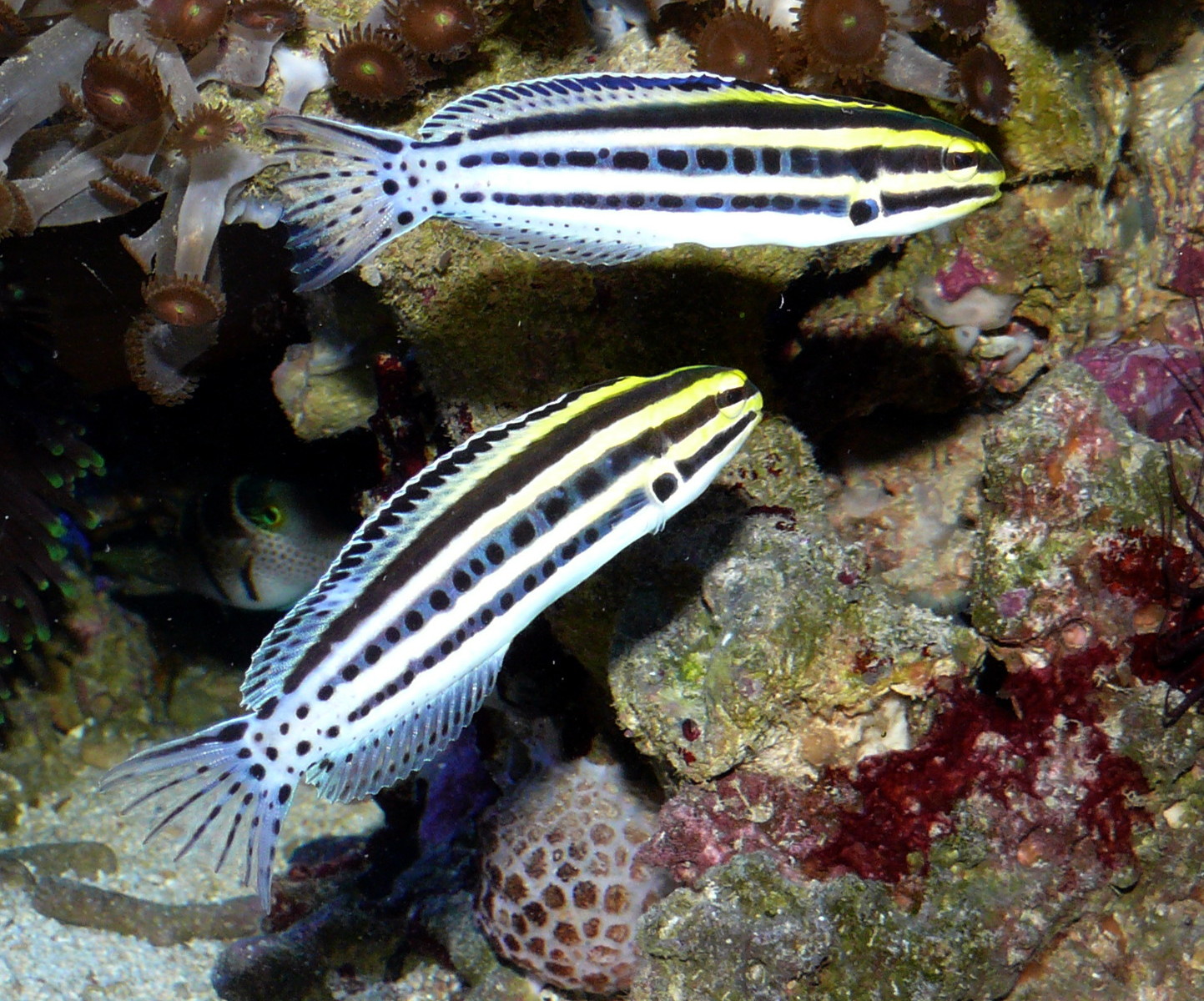 Der giftige Dreistreifen-Säbelzahnschleimfisch (Meiacanthus grammistes)(Haplochromis/Wikimedia Commons)