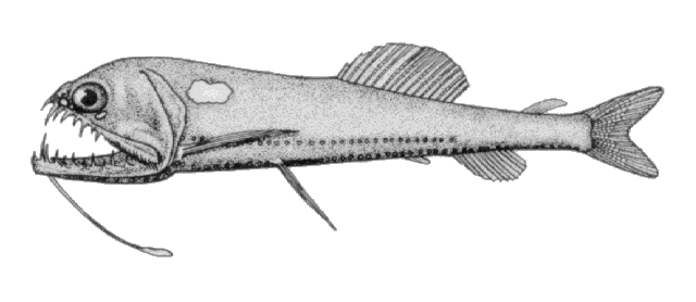 Mesopelagischer Bartel-Drachenfisch (Astronesthes niger)
(Foto:  Richardson, FishBase/Wikimedia Commons)



