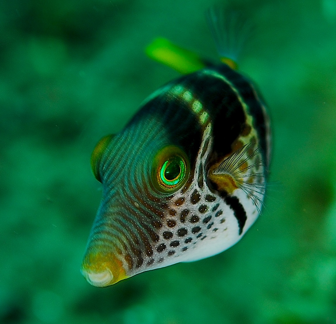 Sattel-Spitzkopfkugelfisch (Foto: Jenny Huang).