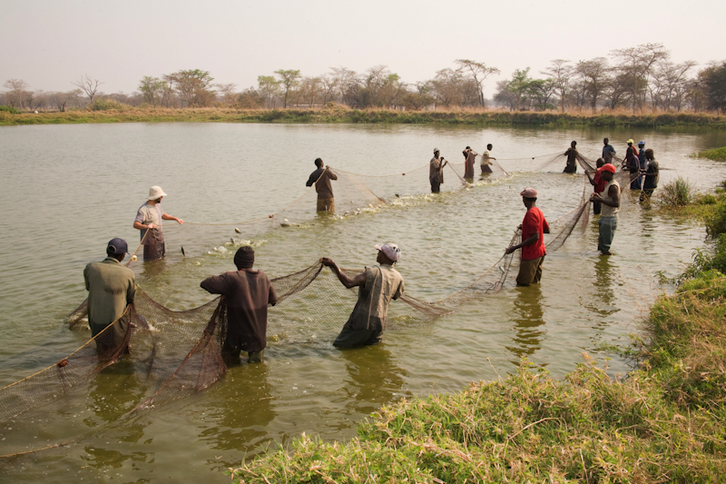 Ausfischen eines traditionellen Tilapia-Teichs in Zambia (Foto: Edward.J.Westmacott / Alamy)
