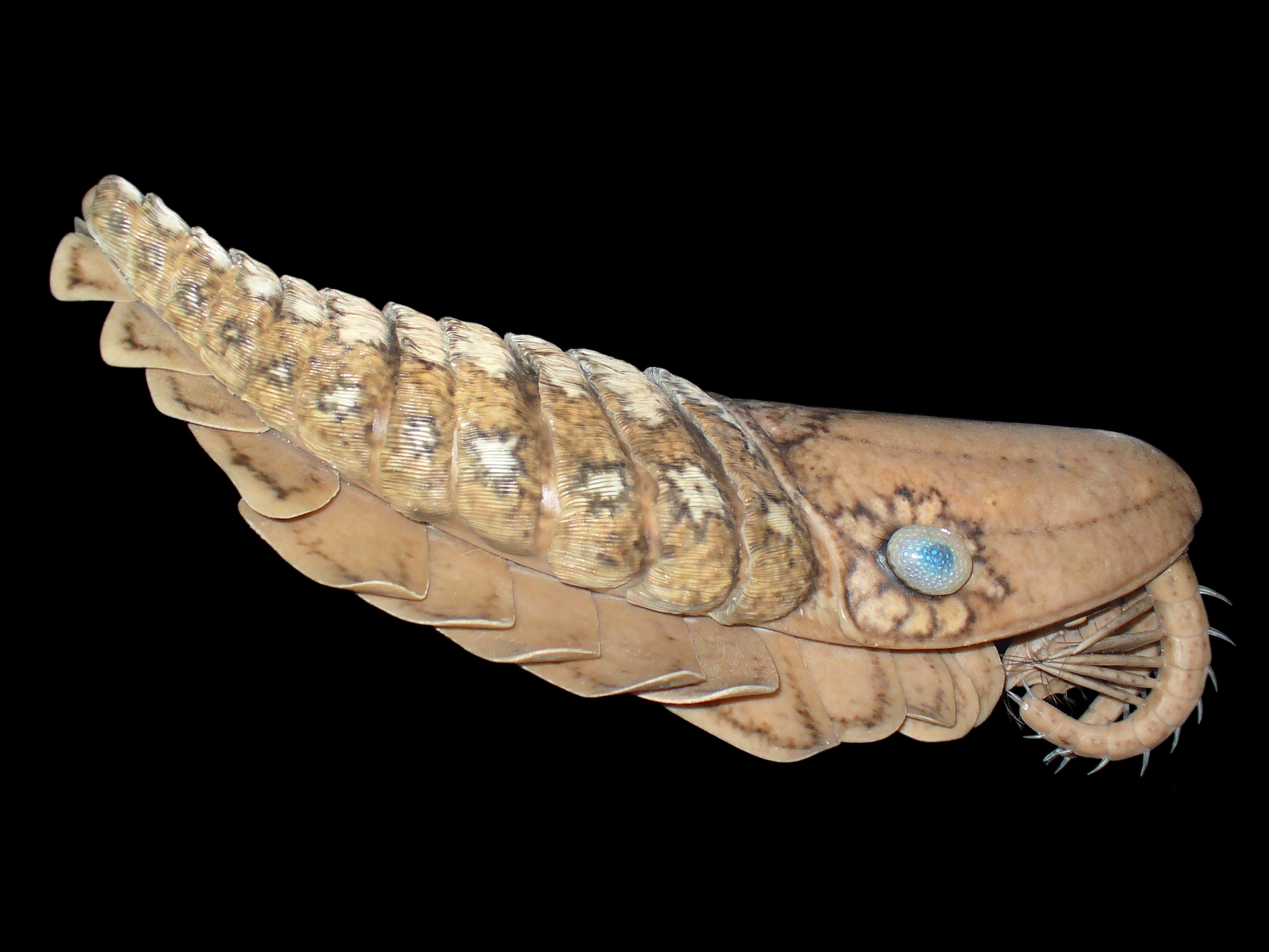 Laggania Cambrian, a species of the extinct Cambrian  Anomalocarididae family (reconstruction model: Espen Horn/Wikipedia)
