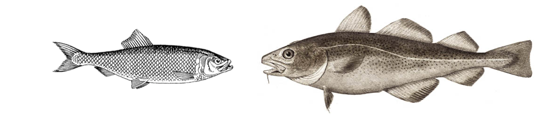 Links: Atlantischer Hering (Clupea harengus; Bild: Archives of Pearson Scott Foresman/Wiimedia), rechts: Atlantischer Kabeljau (Gadus morhua; Bild: NOOA/Wikimedia)
