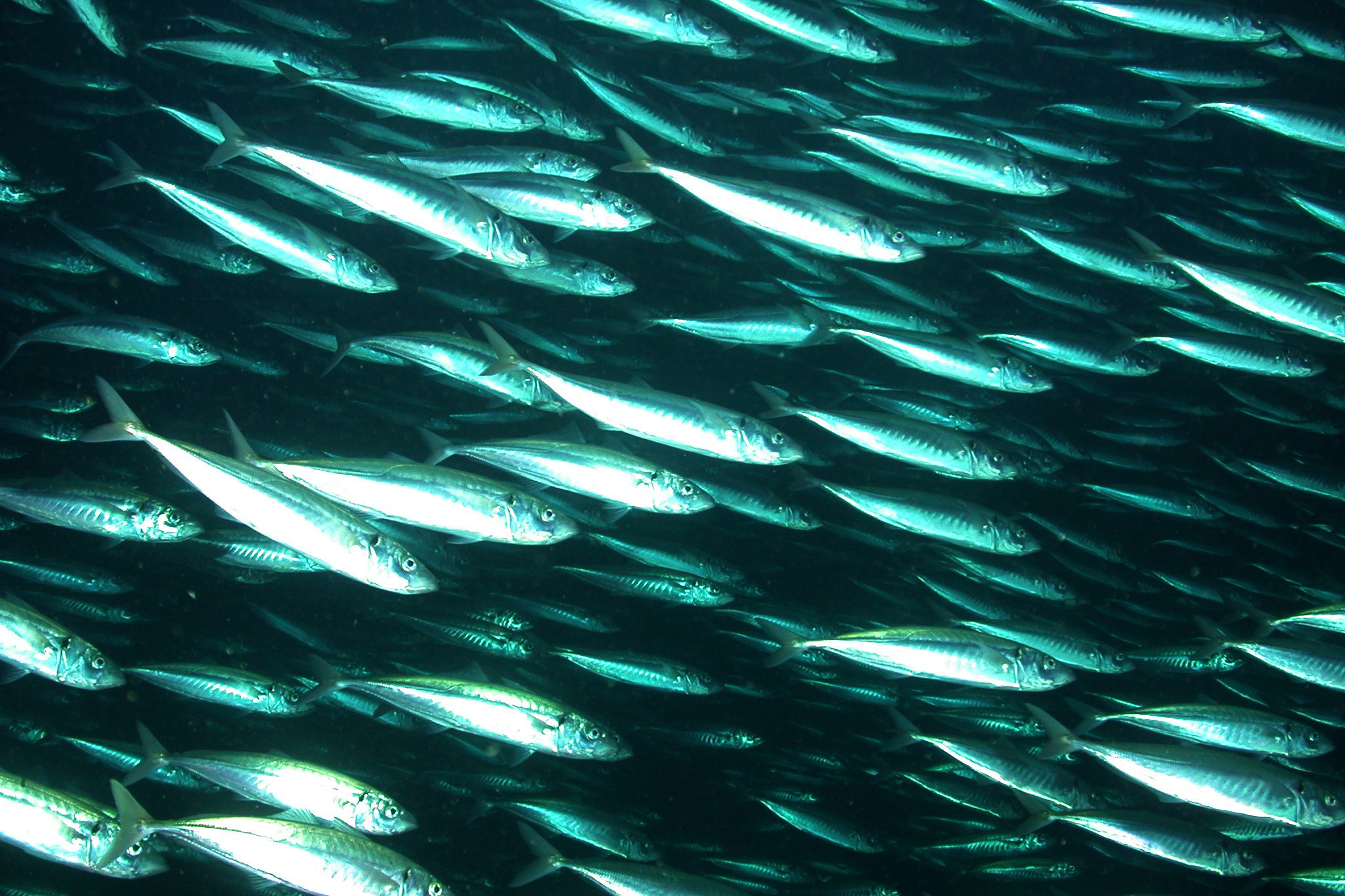 Stachelmakrelen im schnellen Schwarm (Foto: NMFS/Southwest Fisheries Science Center)
